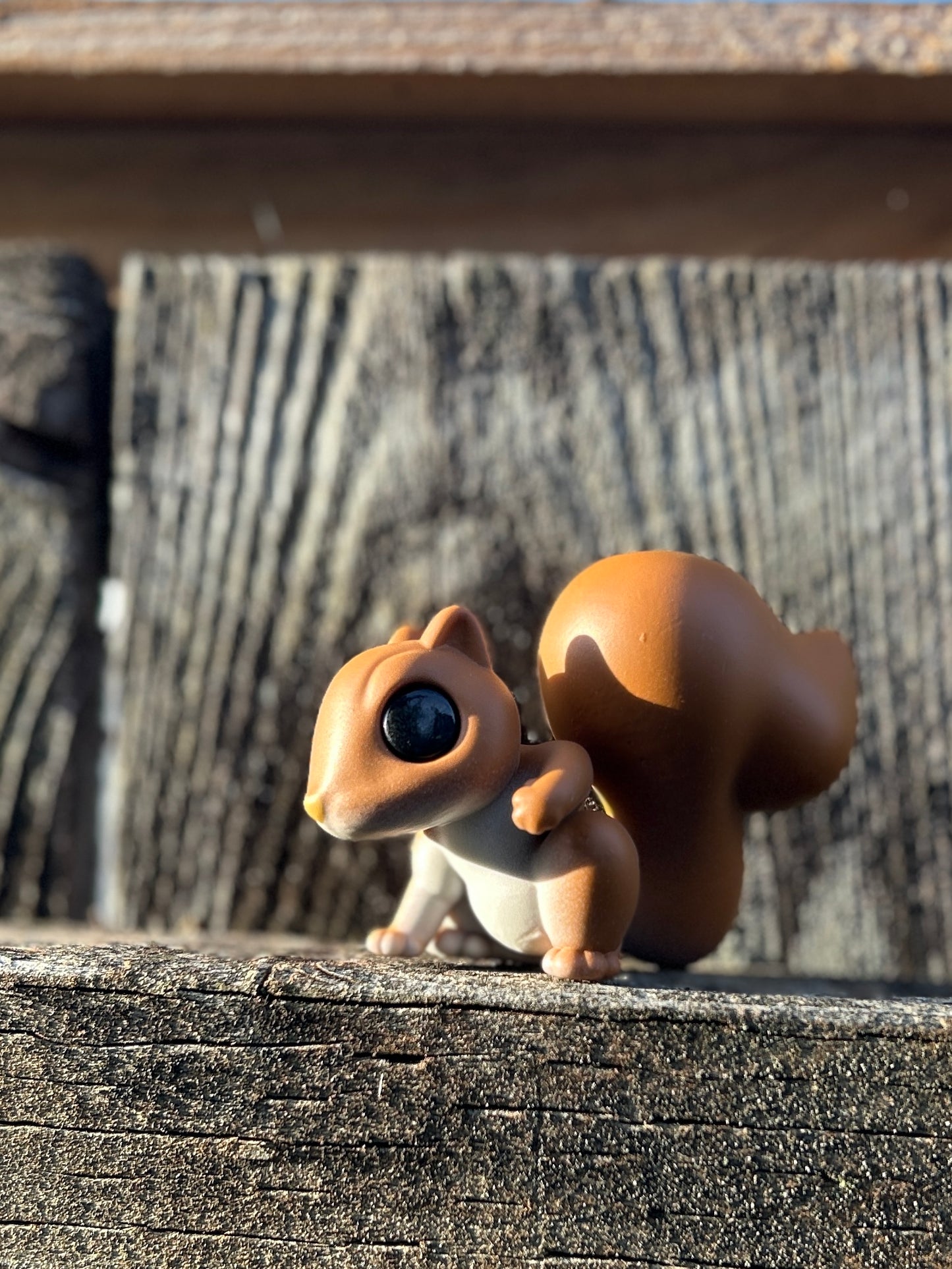 Red squirrel with white belly figure