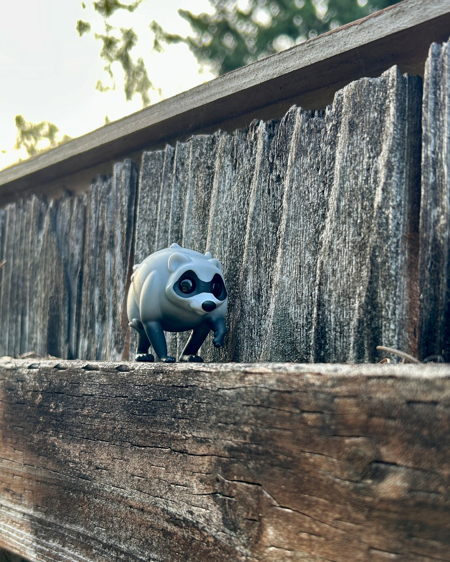 Jimothy the raccoon