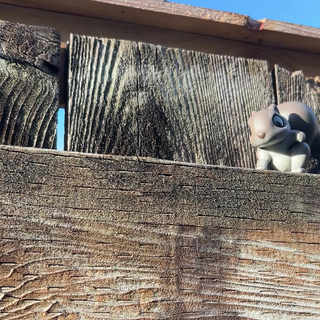 Video of various color squirrels on a fence